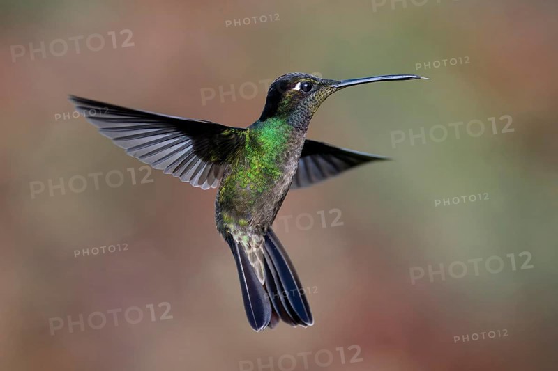 Flying Fiery-throated Hummingbird (Panterpe insignis), Costa Rica, Central America