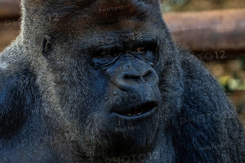 A large black gorilla with a mouth open. Concept of curiosity and wonder as the gorilla stares at the camera
