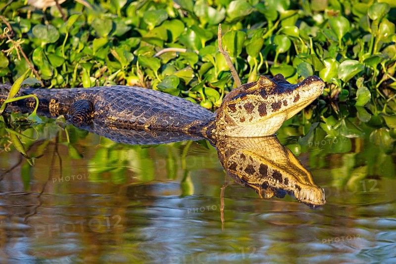 Spectacled caiman (Caiman crocodilius) Panatanal Brazil