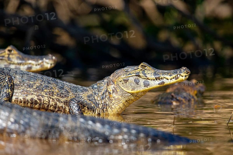 Spectacled caiman (Caiman crocodilius) Pantanal Brazil