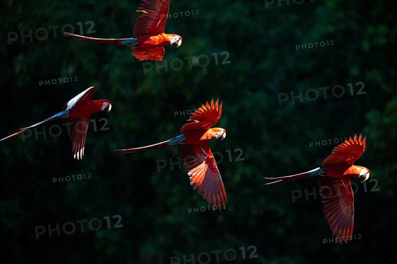 Red-and-green macaw (Ara chloropterus) Buraco das Araras Brazil