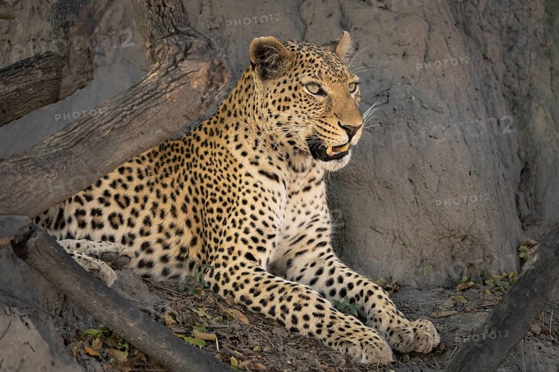 Leopard (Panthera pardus) portrait close-up of the face. The big cat is resting on a termite hill with open mouth. Okavango Delta, Botswana, Africa