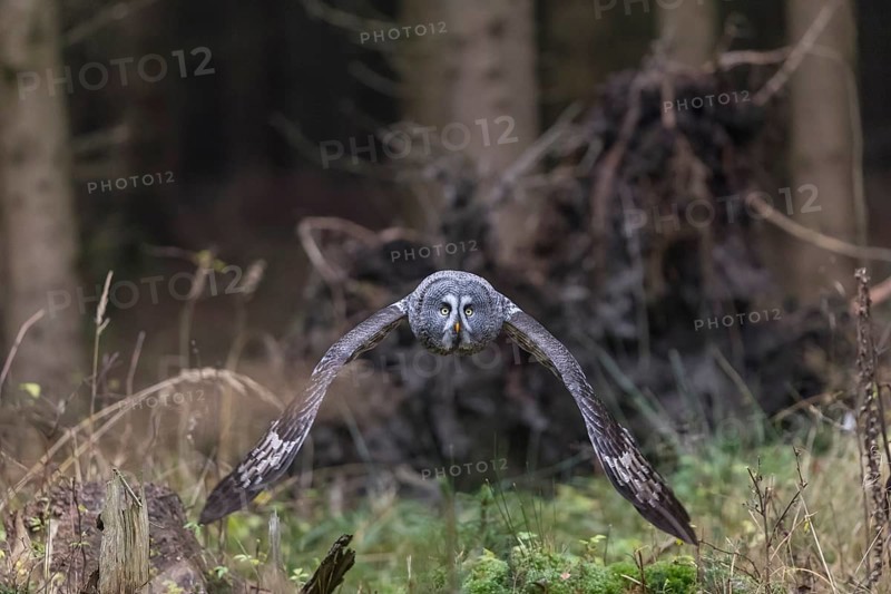 One great grey owl (Strix nebulosa) flying through a spruce forest
