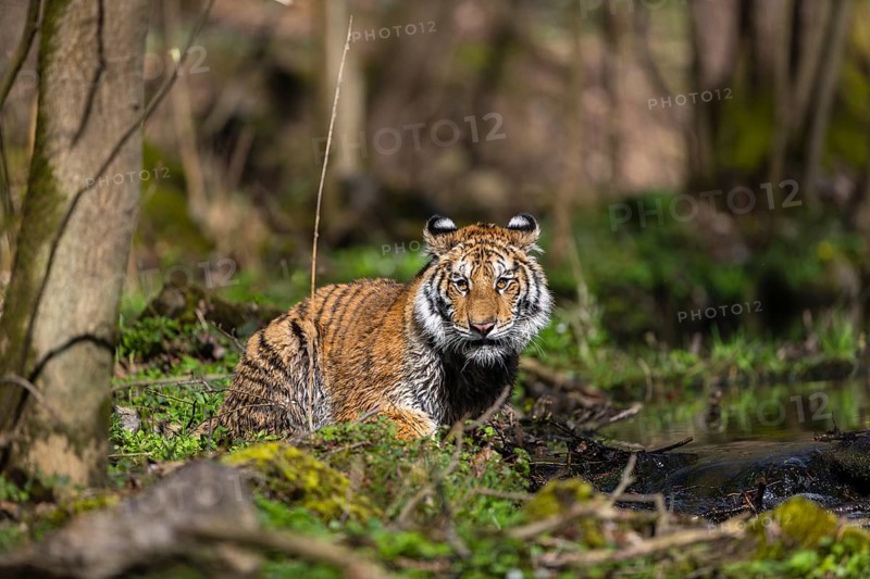 One young female Siberian Tiger, Panthera tigris altaica, standing on shore of a creek in a forest. Early morning light