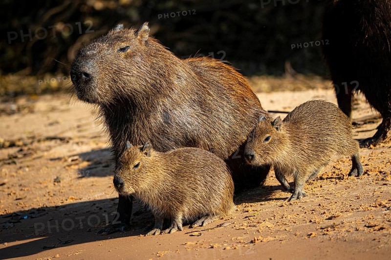 Capybara (Hydrochaeris hydrochaeris) Pantanal Brazil