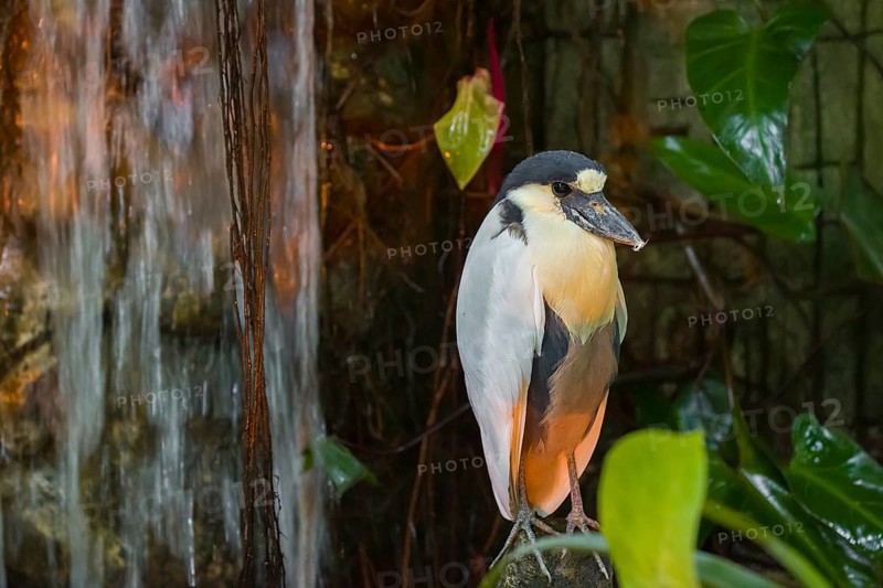 A boat-billed heron (Cochlearius cochlearius) stands on a stone next to a waterfall