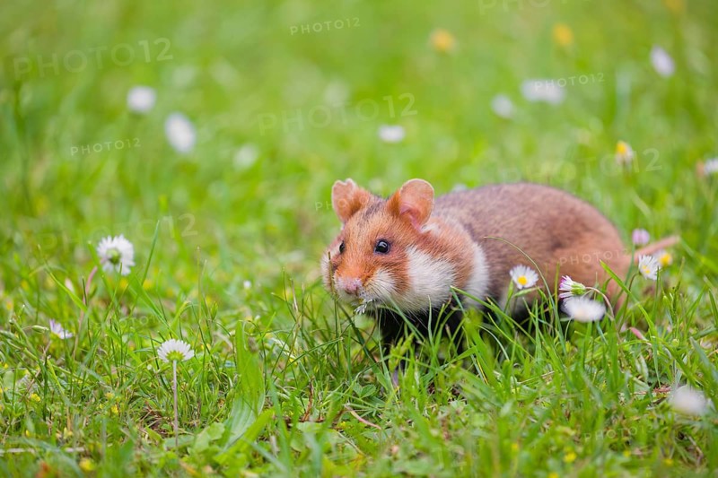 A European hamster (Cricetus cricetus), Eurasian hamster, black-bellied hamster or common hamster, forages for food on fresh green grass