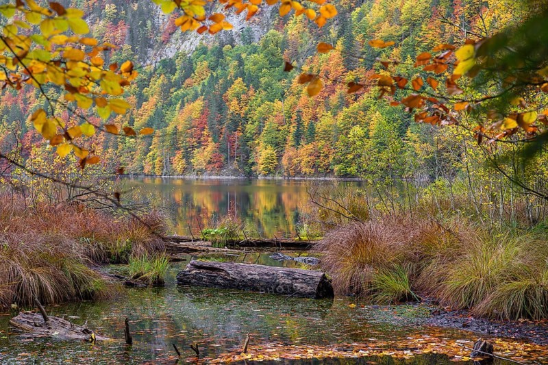 Driftwood on the shore of Lake Toplitz, forest in full autumn colors, Austria, Europe