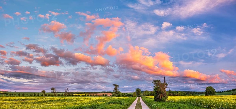 Straight field path made of concrete slabs through typical field landscape in spring in the evening, blooming rape field, blue sky with orange glowing clouds, Freyburg (Unstrut), Burgenlandkreis, Saxony-Anhalt, Germany, Europe