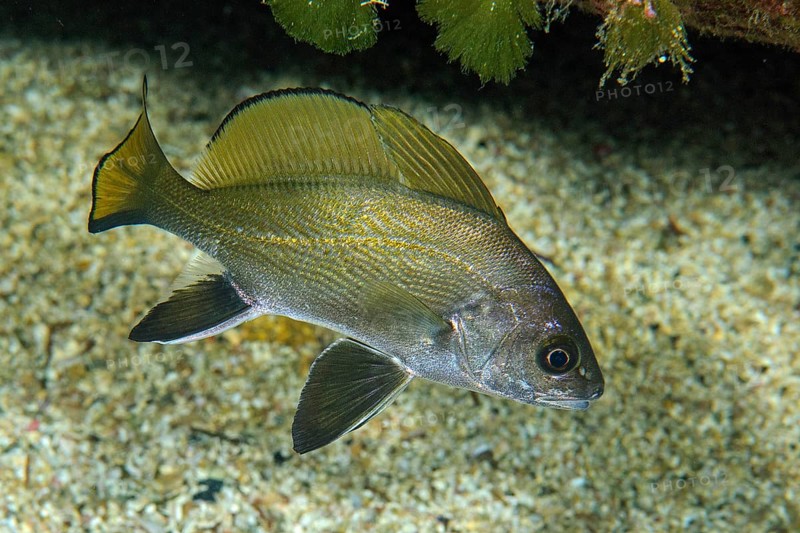 Grey mullet (Sciaena umbra with spread fins swimming over sandy seabed in rocky reef, Mediterranean Sea, Capo Testa peninsula, Santa Teresa di Gallura, Sardinia, Italy, Europe