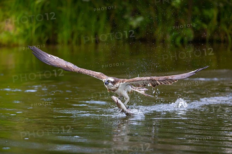 Western osprey (Pandion haliaetus) fishing, Finland, Europe