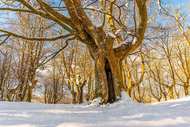 Oianleku Natural Park at sunrise, snowy beech forest in the town of Oiartzun in Peñas de Aya, Gipuzkoa. Basque Country