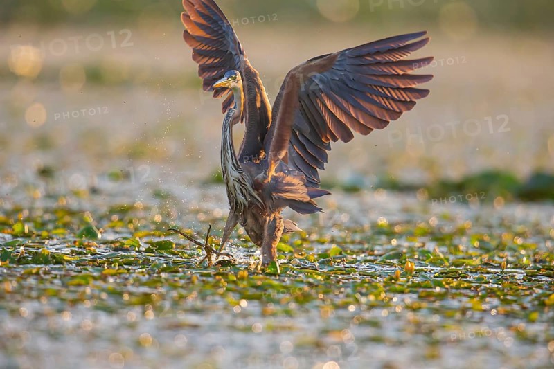 Purple heron (Ardea purpurea), the bird searches for prey in shallow water in the early morning and flies off, Hungary, Europe