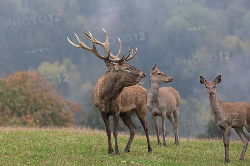 Red Deer buck standing on a meadow in autumn. Fog and trees in the background. Rutting season, rutting call
