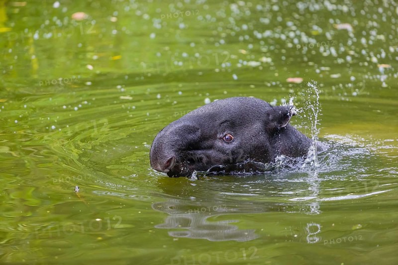 A Malayan tapir (Acrocodia indica) swims in a river