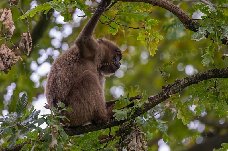 One female Gelada (Theropithecus gelada), or bleeding-heart monkey sitting high up in a tree feeding on leaves