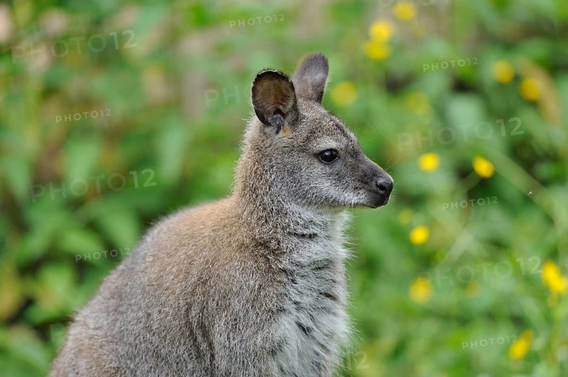 Kangaroo in side profile with background of green plants and yellow flowers, red-necked wallaby (Macropus rufogriseus rufogriseus), captive