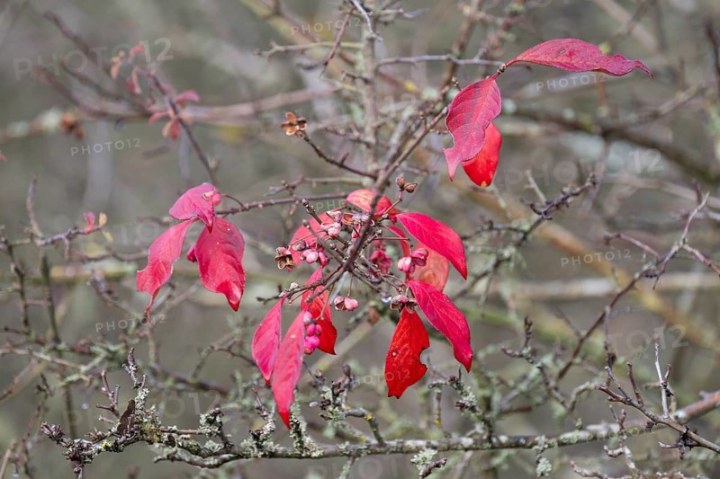 Red discoloured leaves of the common spindle bush (Euonymus europaeus) in autumn, Thuringia, Germany, Europe
