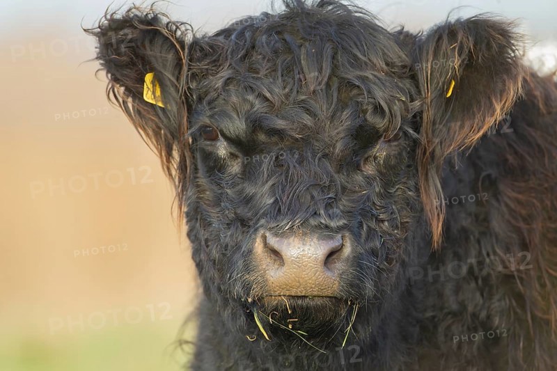 Domestic cattle or cow (Bos taurus) juvenile baby calf farm animal head portrait, England, United Kingdom, Europe