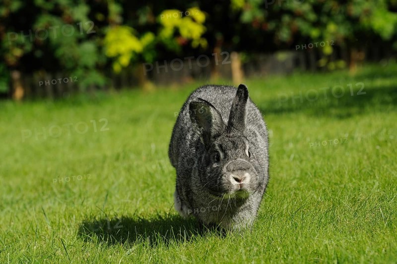 Grey hare running forward on a green meadow, domestic rabbit (Oryctolagus cuniculus forma domestica), large chinchilla, Bavaria