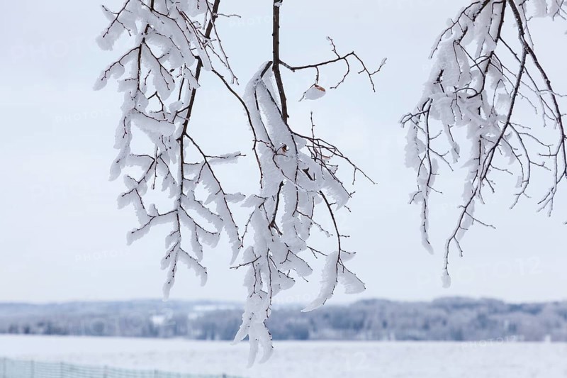 Hoarfrost formation with wind on branches, Erzgebirge, Saxony, Germany, Europe