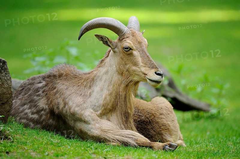 A wild sheep lying on a green meadow looks relaxed and calm, Maned jumper (Ammotragus lervia), captive