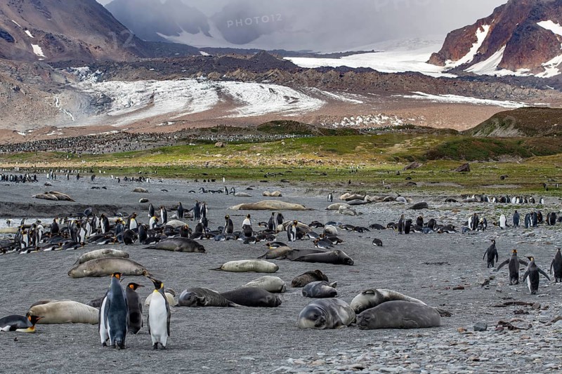 King penguins Elephant seals in landscape St. Andrews Bay South Georgia Antarctica