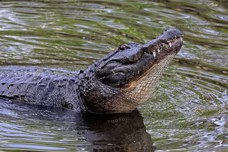 Mississippi Alligator (Alligator mississippiensis), pike alligator, adult, friendly, portrait, smiling, courtship, courtship, advertising, in water, Florida, USA, North America