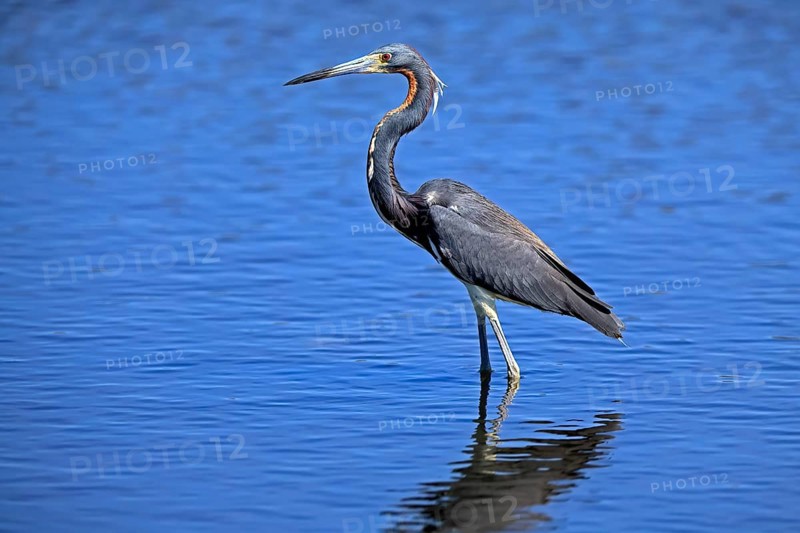 Tricoloured Heron (Egretta tricolor), adult, in the water, foraging, Merritt Island, Black Point Wildlife Drive, Florida, USA, North America