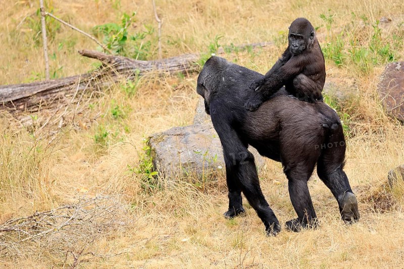 Western gorilla (Gorilla gorilla), adult, female, carrying, juvenile, on back