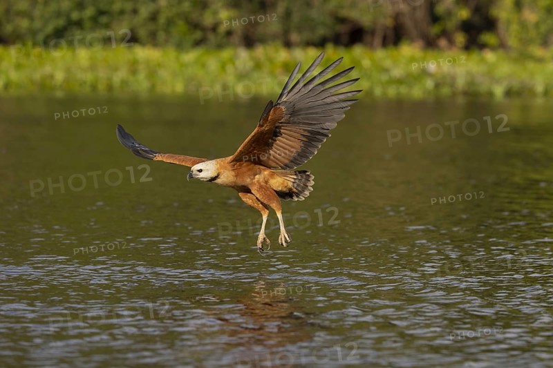 Fish hawk (Busarellus nigricollis), approaching prey, Pantanal, Brazil, South America