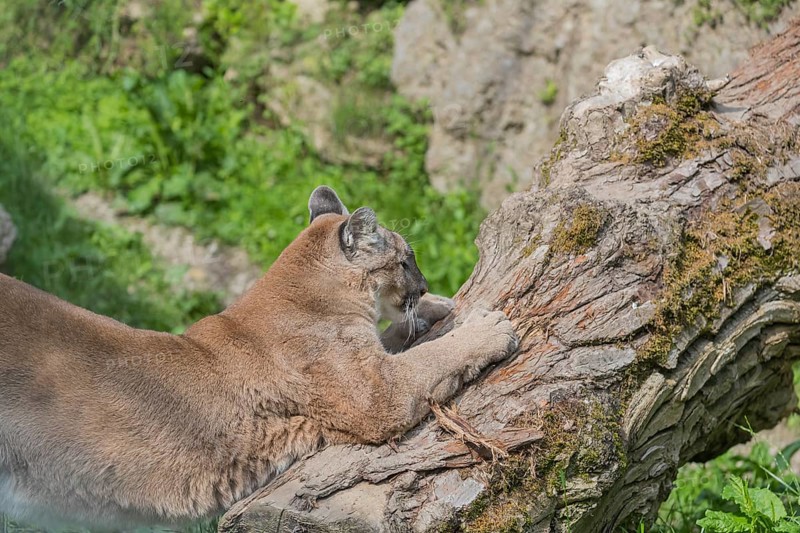 One male cougar, Puma concolor, sharpening its claws on the bark of a dead tree. A rock wall covered with green vegetation in the background