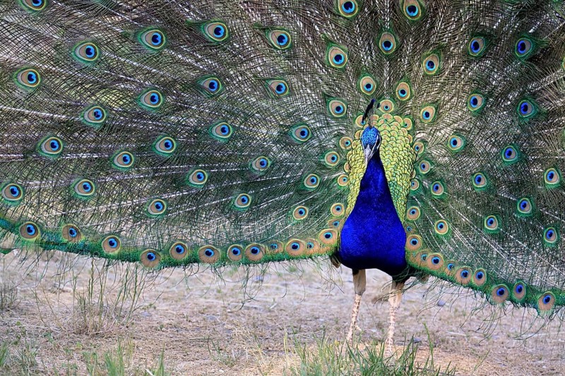 Indian peafowl (Pavo Scalloped ribbonfish), adult, male, beats wheel, courtship display, Germany, Europe