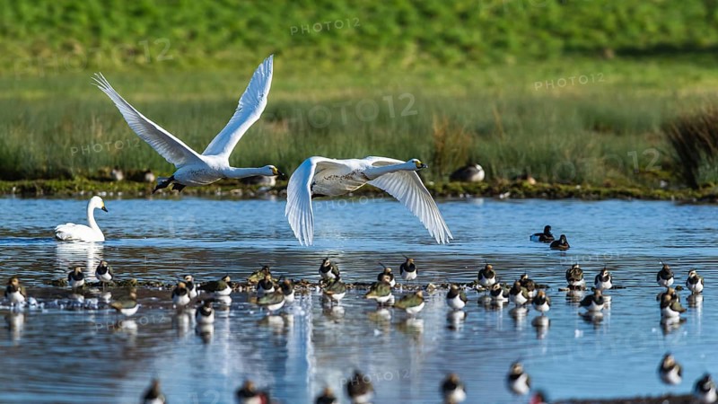 Tundra Swan, Bewick's Swan, Cygnus columbianus in flight at winter in Slimbridge, England, United Kingdom, Europe