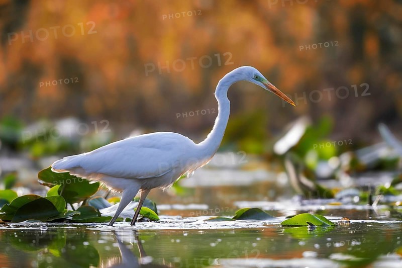 Great White Egret (Ardea alba) Winter visitor, migratory bird, resting bird, foraging, sunrise, golden autumn, lake landscape, Middle Elbe Biosphere Reserve, Saxony-Anhalt, Germany, Europe