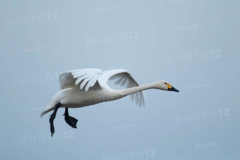 Bewick's swan (Cygnus columbianus) adult bird flying on approach to land, England, United Kingdom, Europe