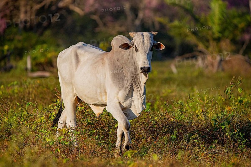 Brahminy cattle (Bos primigenius indicus) Pantanal Brazil