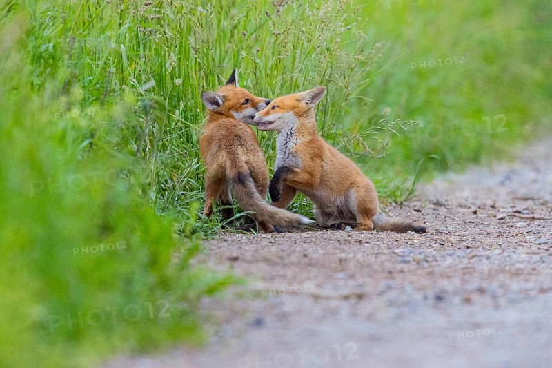 Fox (Vulpes vulpes) puppy Germany