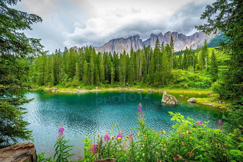Stunning turquoise water of lake carezza reflecting latemar mountain range and surrounded by lush pine forest in dolomites, italy