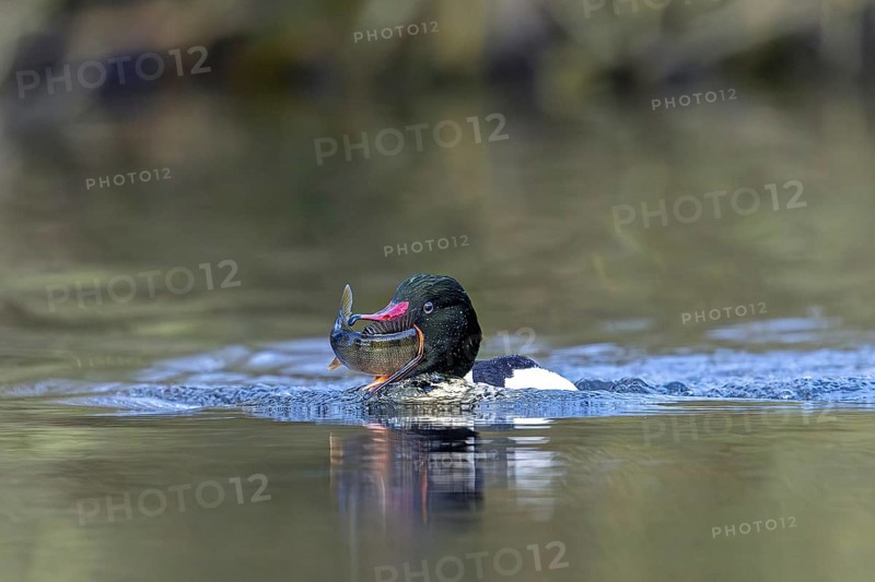Common merganser, goosander (Mergus merganser merganser) male swallowing caught fish prey while swimming in lake in winter