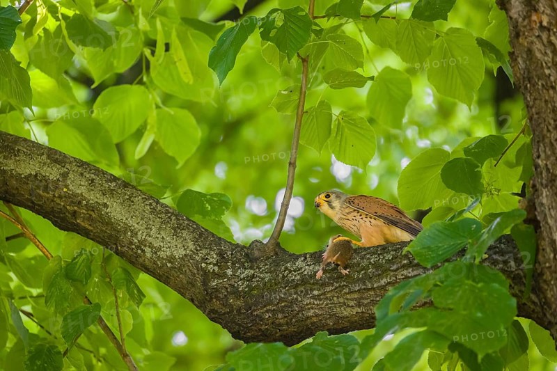 A common kestrel (Falco tinnunculus) with his prey a European hamster (Cricetus cricetus) sits on a branch of a tree. The hamster is still alive