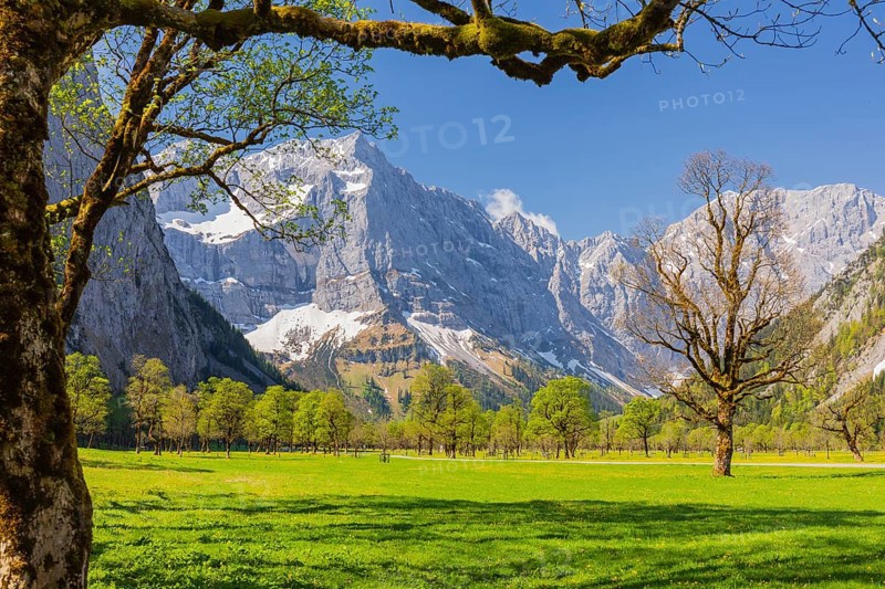 Nature conservancy area Grosser Ahornboden. Sycamore maple trees, Acer pseudoplatanus, in springtime. Karwendel Mountains, Austria, Europe