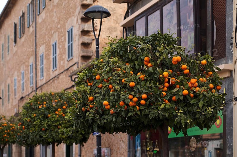 Orange trees line the main street, Santa Maria del Camí, Calvià, Majorca, Balearic Islands, Balearic Islands, Spain, Europe