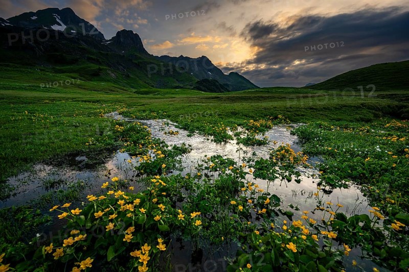 Summit in the morning light with dramatic clouds and marsh marigolds (Caltha) with stream in the foreground, Lech, Lechquellengebirge, Vorarlberg, Austria, Europe