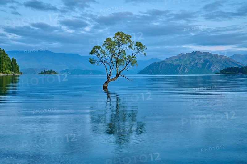 A lone tree stands in a calm blue lake in front of mountains, summer, Lake Wanaka, Wanaka, Otago, South Island, New Zealand, Oceania
