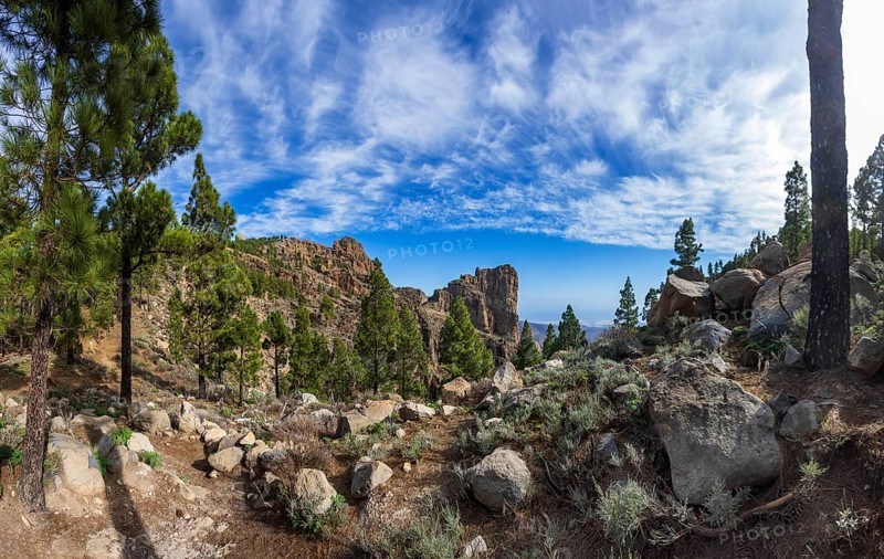 Pine forest around the summit of Pico de las Nieves, Gran Canaria, Canary Islands, Spain, Europe