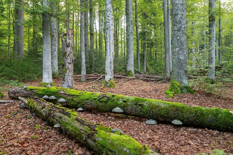Mixed mountain forest with copper beech (Fagus sylvatica) and spruce (Picea abies), lying deadwood overgrown with moss, Bavarian Forest National Park, Bavaria, Germany, Europe