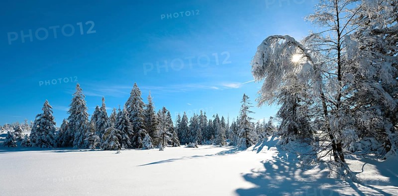 Untouched winter landscape with snow-covered forest under a blue sky, sun shining through snow-covered trees, near Torfhaus, Harz National Park, Lower Saxony, Germany, Europe
