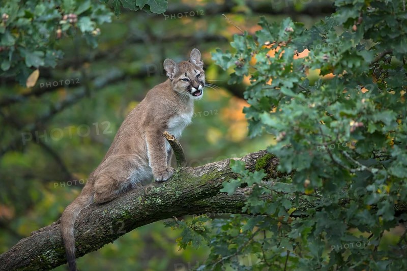 One young cougar, Puma concolor, sitting on a big branch high up in an oak tree