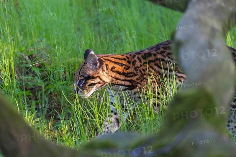 One Ocelot, Leopardus pardalis, walking on green grass with green vegetation in the background